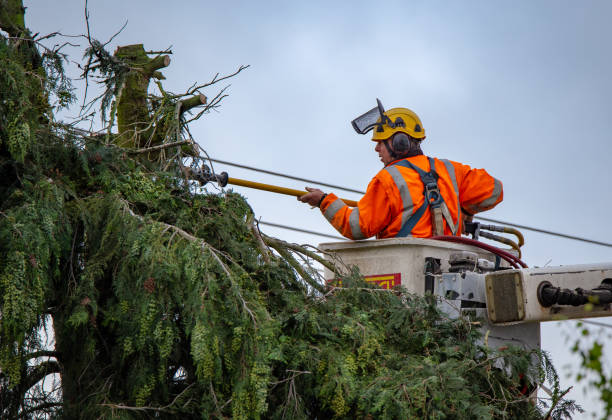 Best Tree Disease Treatment  in Eagle Crest, OR