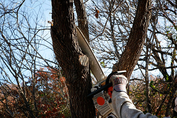 Best Tree Trimming and Pruning  in Eagle Crest, OR